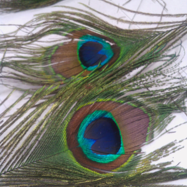 Plumas De Pavo Real (ojo) Naturales